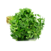 Methi